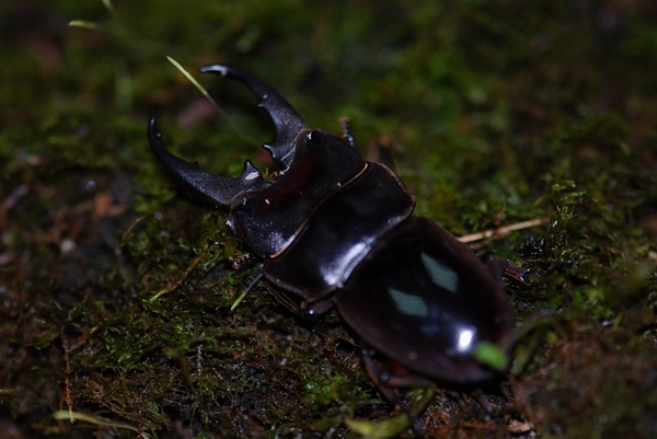 按此在新視窗瀏覽圖片