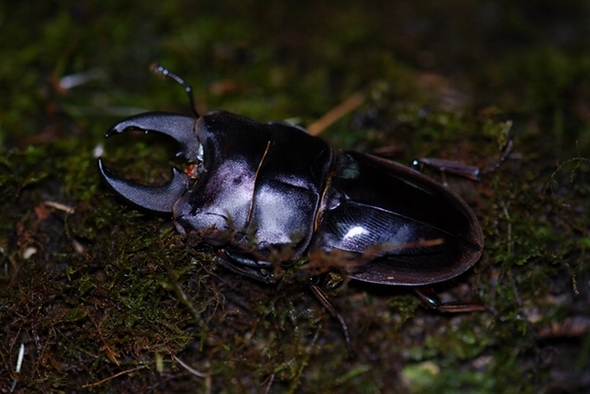 按此在新視窗瀏覽圖片
