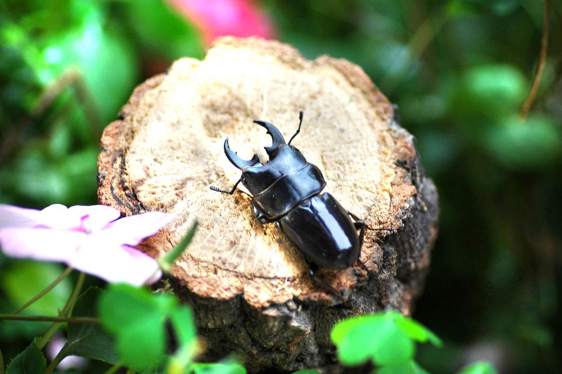 按此在新視窗瀏覽圖片