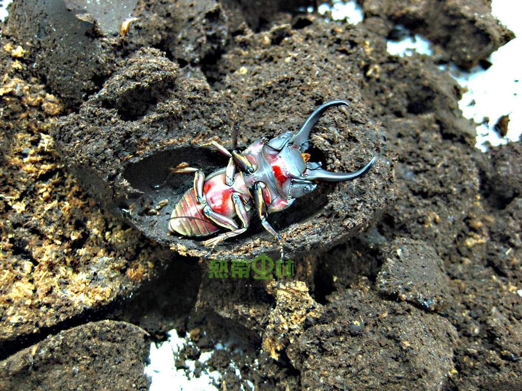 按此在新視窗瀏覽圖片