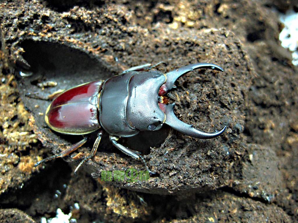 按此在新視窗瀏覽圖片