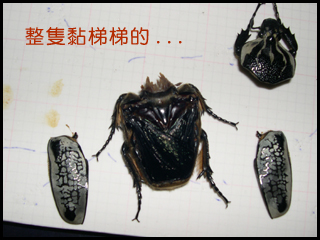 按此在新視窗瀏覽圖片