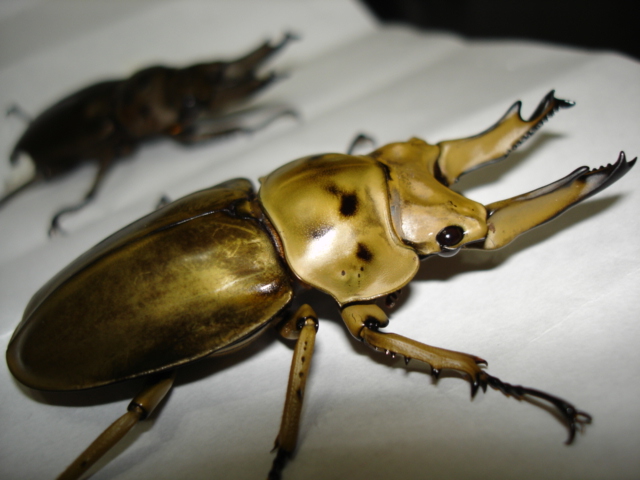 按此在新視窗瀏覽圖片