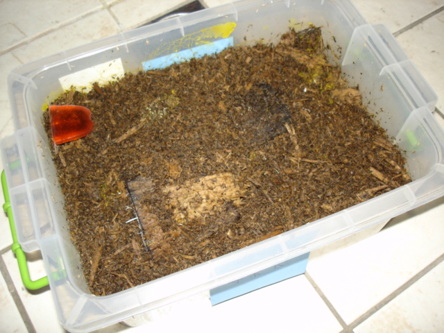 淺談莫瑟里黃金鬼飼育紀錄 驚驚驚