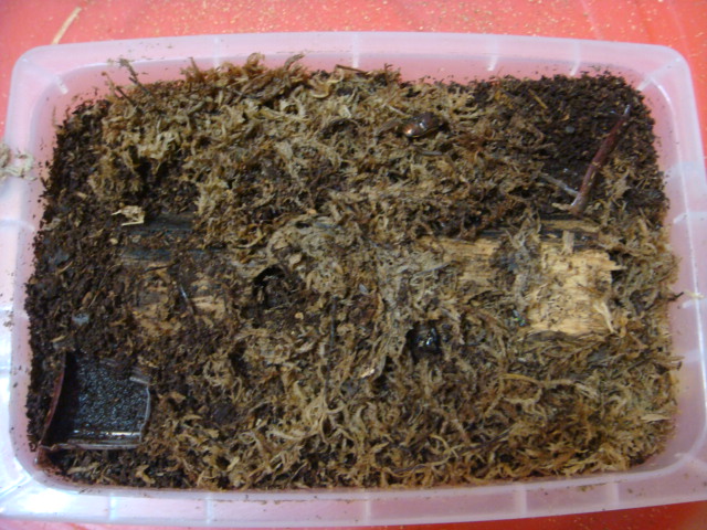 按此在新視窗瀏覽圖片
