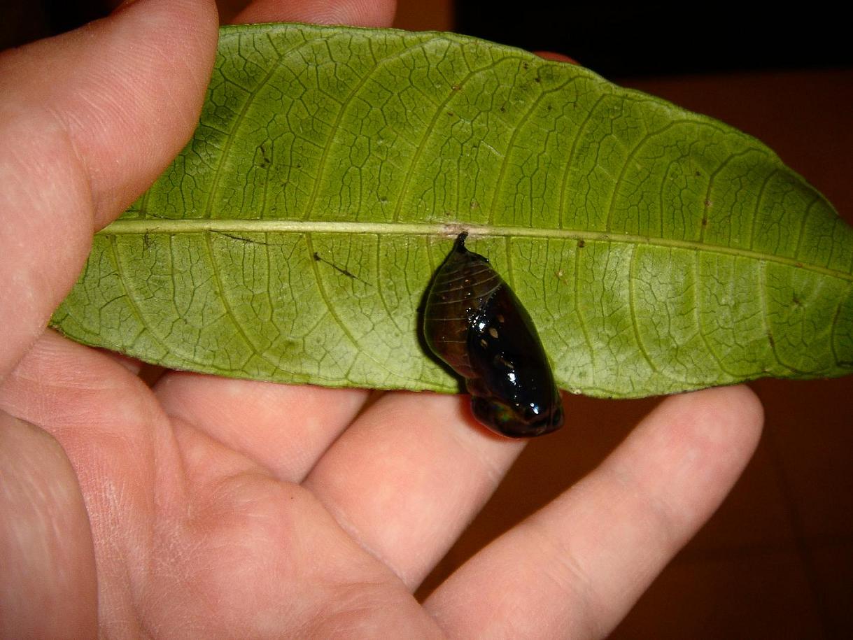 按此在新視窗瀏覽圖片