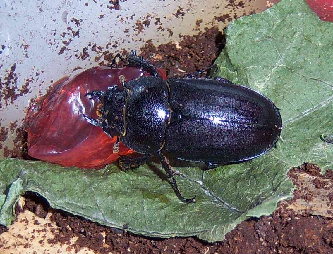 «ö¦¹¦b·sµøµ¡ÂsÄý¹Ï¤ù