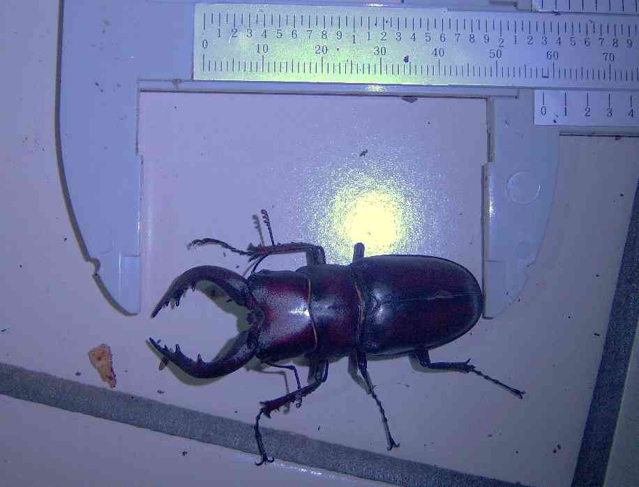 «ö¦¹¦b·sµøµ¡ÂsÄý¹Ï¤ù