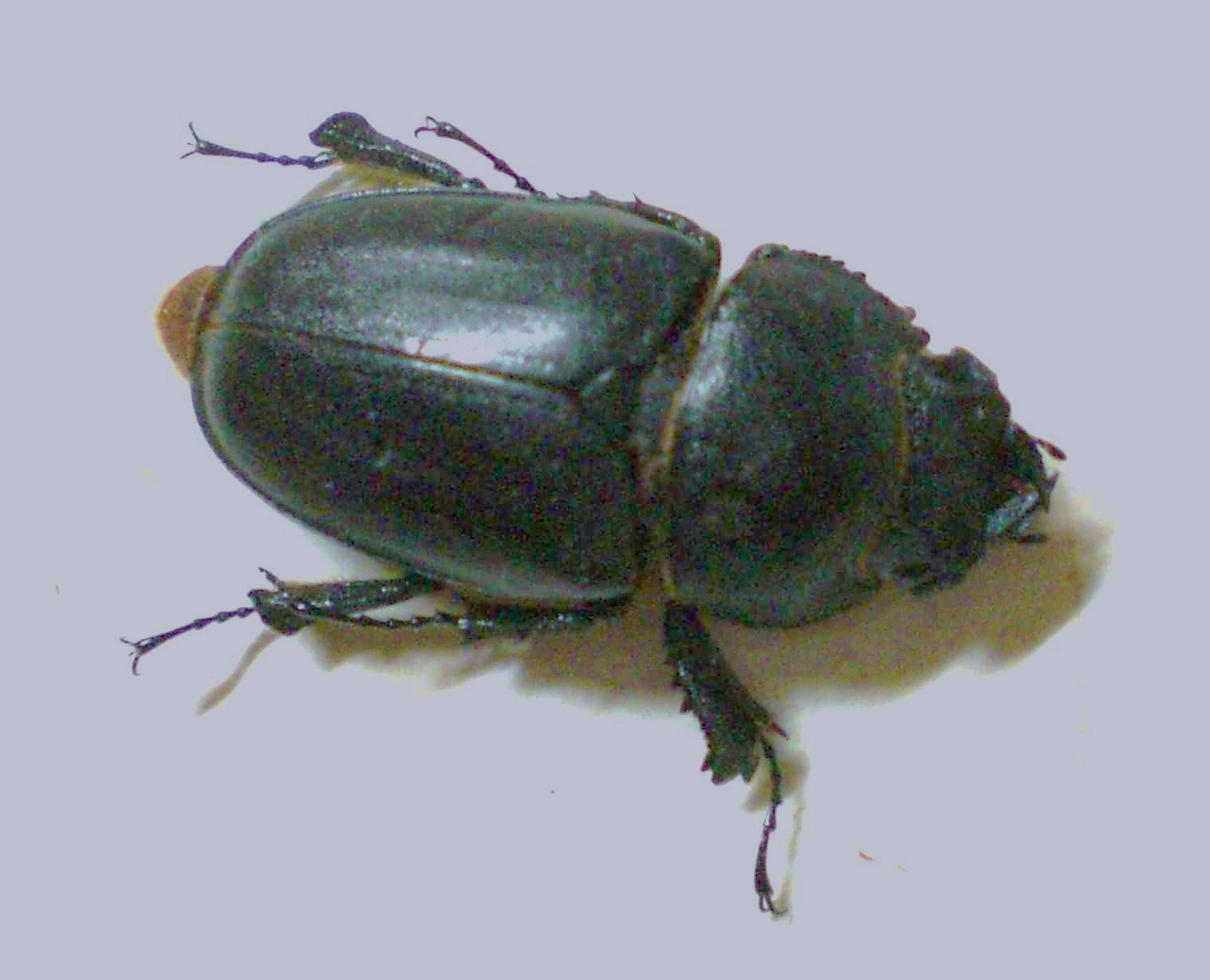 «ö¦¹¦b·sµøµ¡ÂsÄý¹Ï¤ù