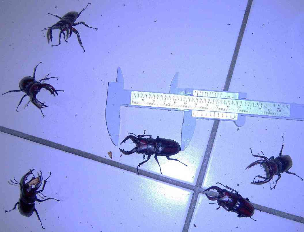 «ö¦¹¦b·sµøµ¡ÂsÄý¹Ï¤ù