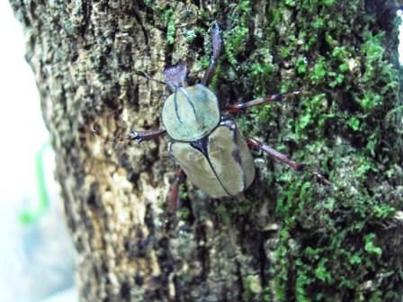 按此在新視窗瀏覽圖片