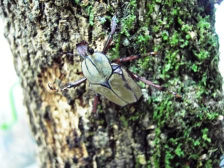 按此在新視窗瀏覽圖片