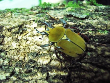 按此在新視窗瀏覽圖片