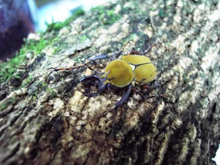 按此在新視窗瀏覽圖片