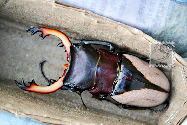 按此在新視窗瀏覽圖片