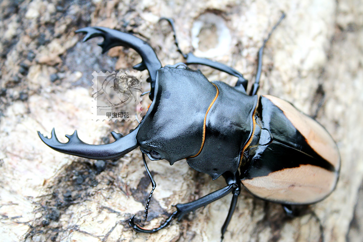 «ö¦¹¦b·sµøµ¡ÂsÄý¹Ï¤ù