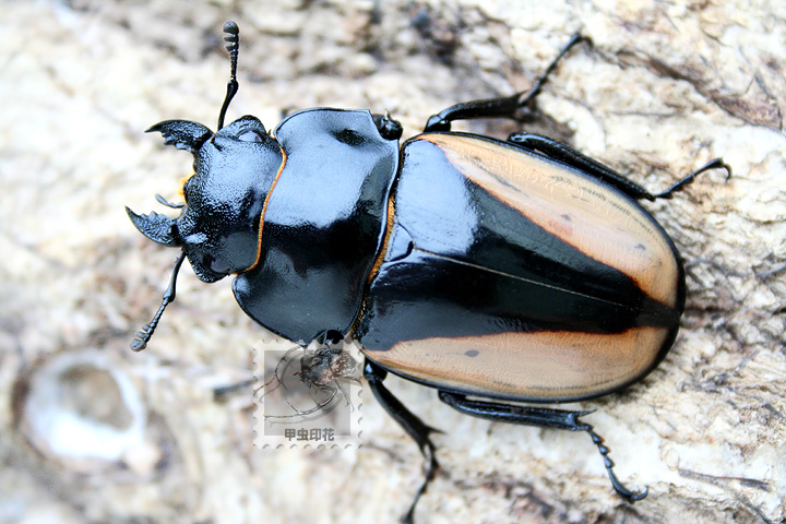 «ö¦¹¦b·sµøµ¡ÂsÄý¹Ï¤ù