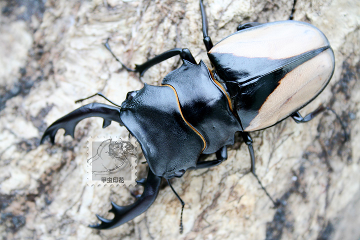 «ö¦¹¦b·sµøµ¡ÂsÄý¹Ï¤ù