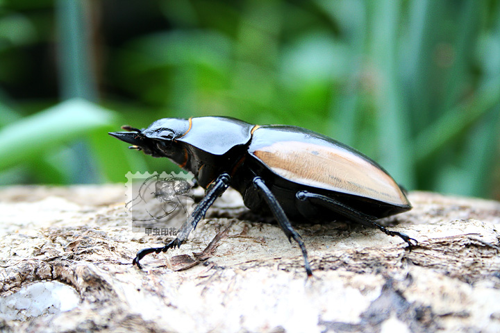 «ö¦¹¦b·sµøµ¡ÂsÄý¹Ï¤ù