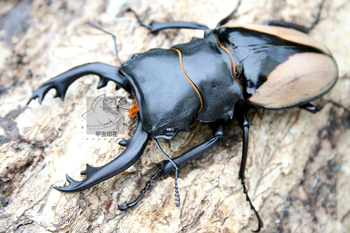 «ö¦¹¦b·sµøµ¡ÂsÄý¹Ï¤ù