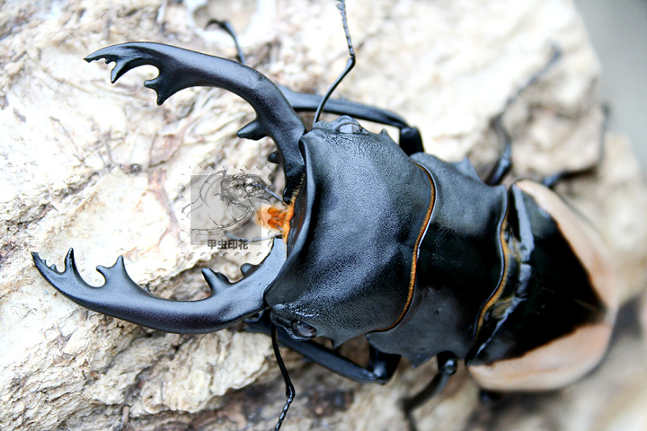 «ö¦¹¦b·sµøµ¡ÂsÄý¹Ï¤ù