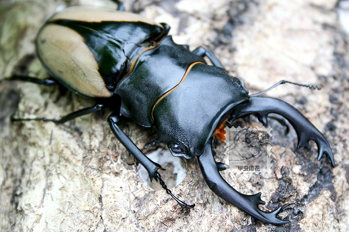 «ö¦¹¦b·sµøµ¡ÂsÄý¹Ï¤ù