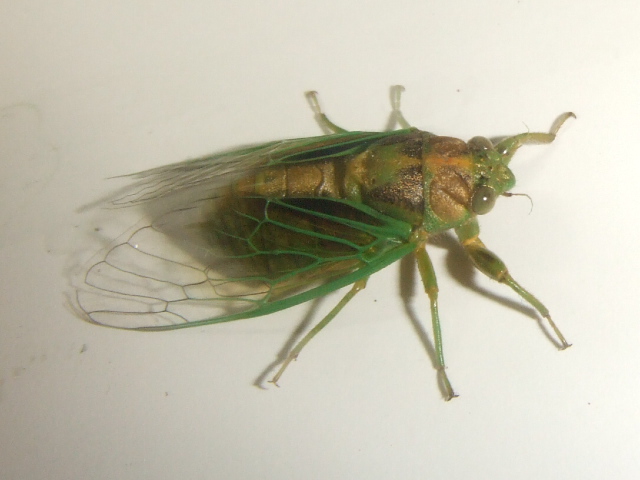 按此在新視窗瀏覽圖片