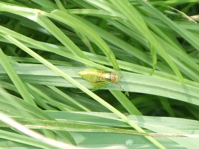 «ö¦¹¦b·sµøµ¡ÂsÄý¹Ï¤ù