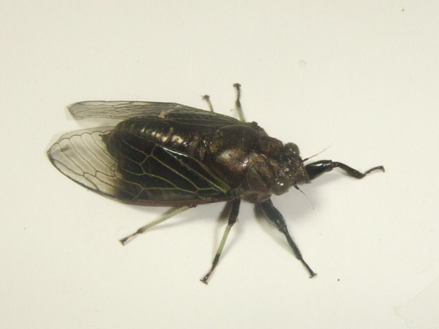 «ö¦¹¦b·sµøµ¡ÂsÄý¹Ï¤ù