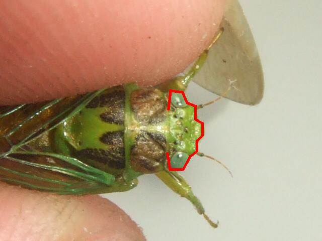 «ö¦¹¦b·sµøµ¡ÂsÄý¹Ï¤ù