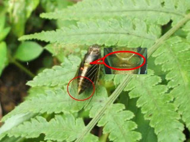 «ö¦¹¦b·sµøµ¡ÂsÄý¹Ï¤ù