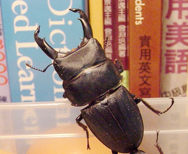 按此在新視窗瀏覽圖片