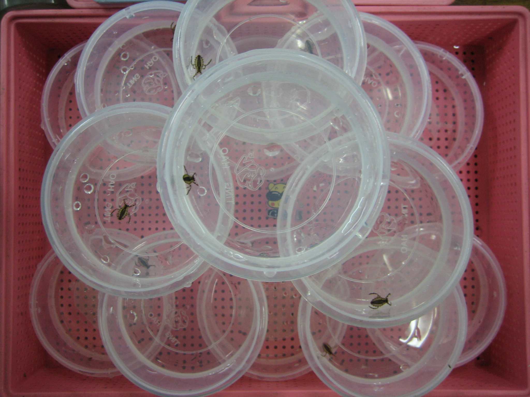 按此在新視窗瀏覽圖片