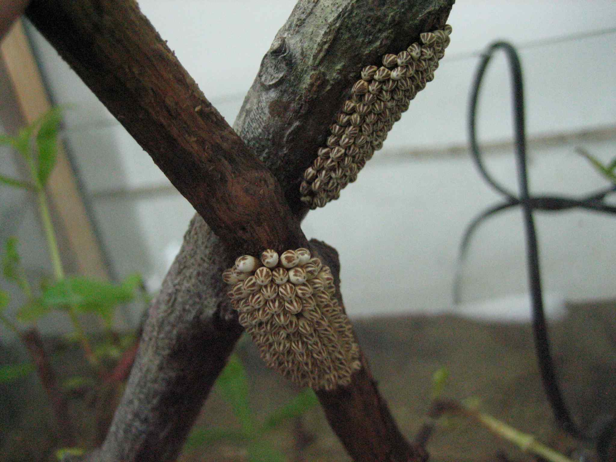 按此在新視窗瀏覽圖片