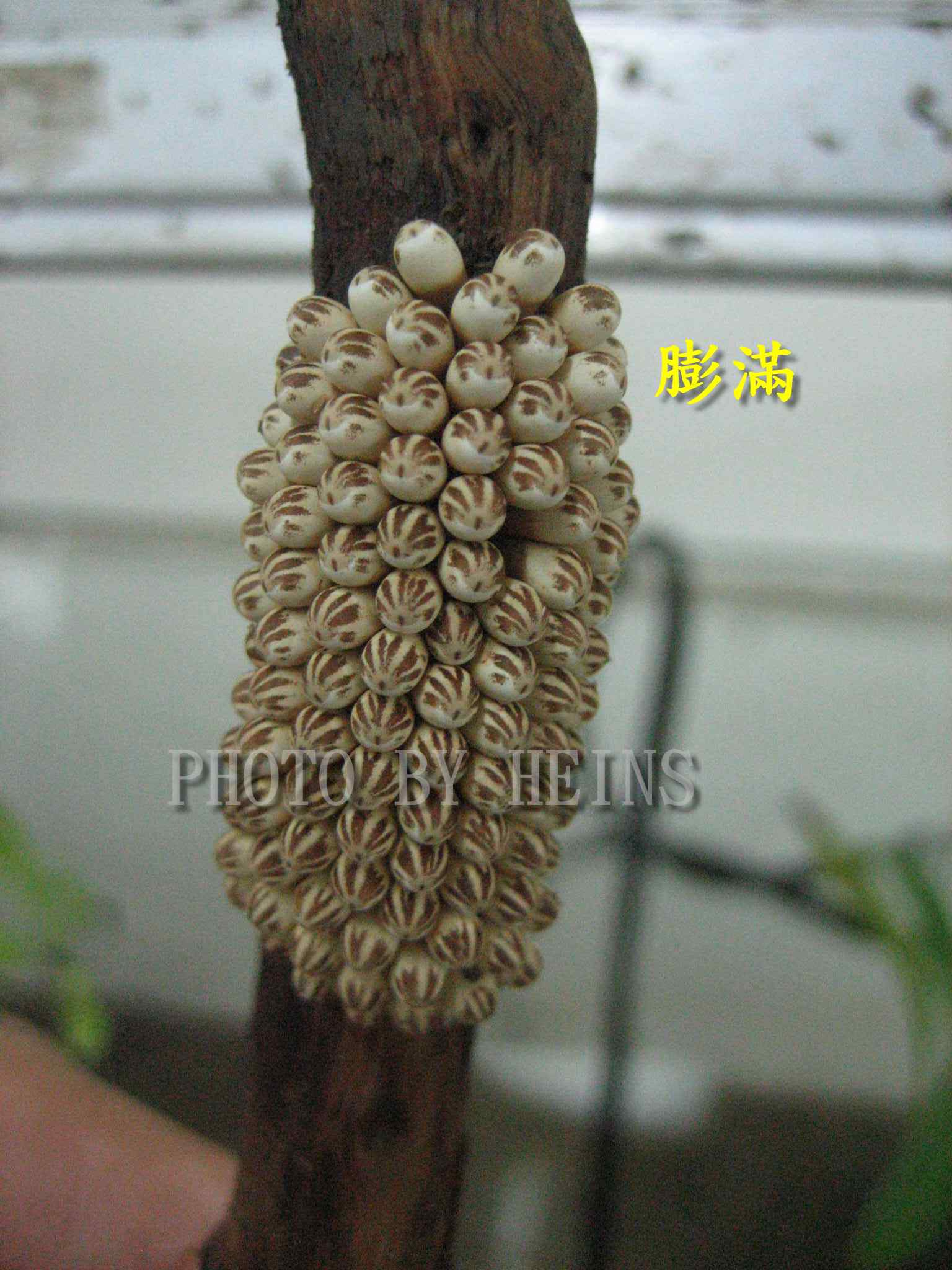 按此在新視窗瀏覽圖片