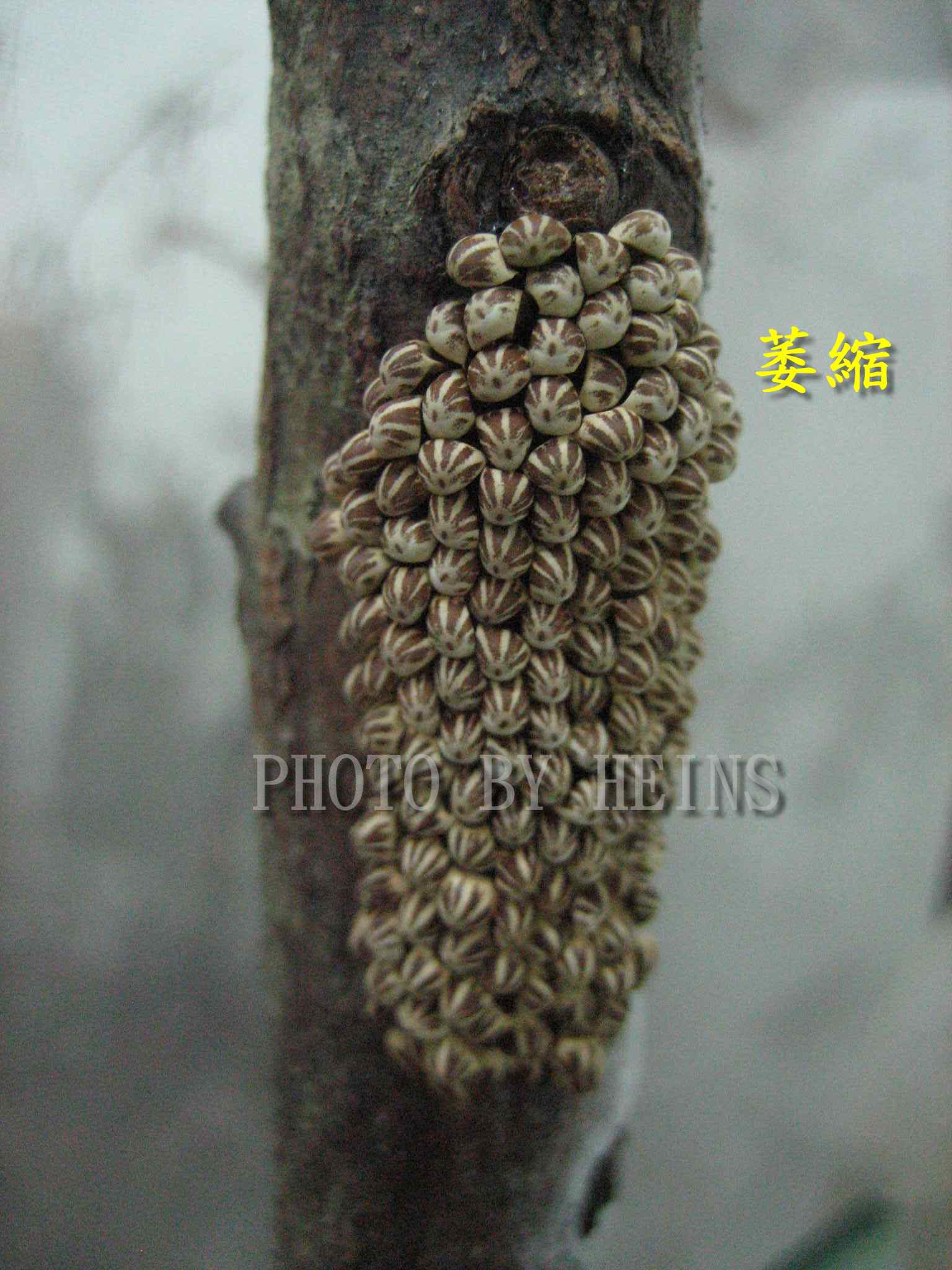 按此在新視窗瀏覽圖片