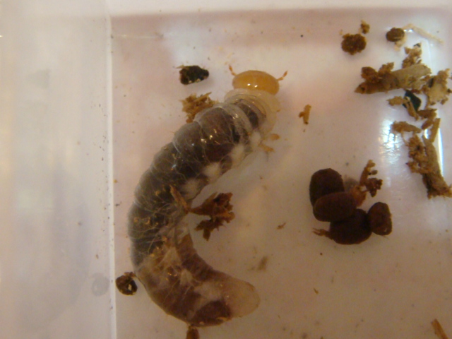 按此在新視窗瀏覽圖片