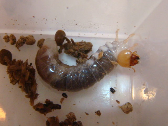 按此在新視窗瀏覽圖片