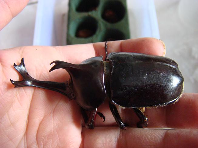 按此在新視窗瀏覽圖片