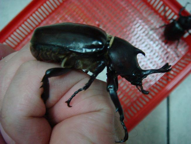 按此在新視窗瀏覽圖片