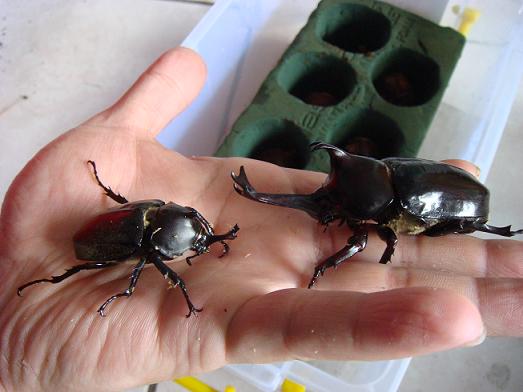 按此在新視窗瀏覽圖片