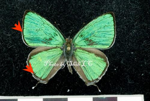 按此在新視窗瀏覽圖片