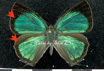 按此在新視窗瀏覽圖片