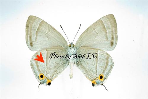 按此在新視窗瀏覽圖片