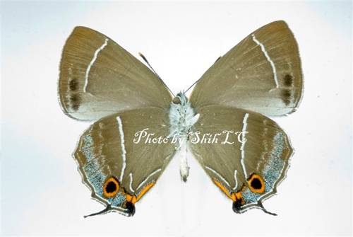 按此在新視窗瀏覽圖片