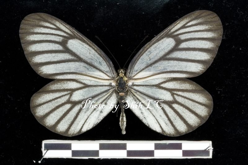 按此在新視窗瀏覽圖片