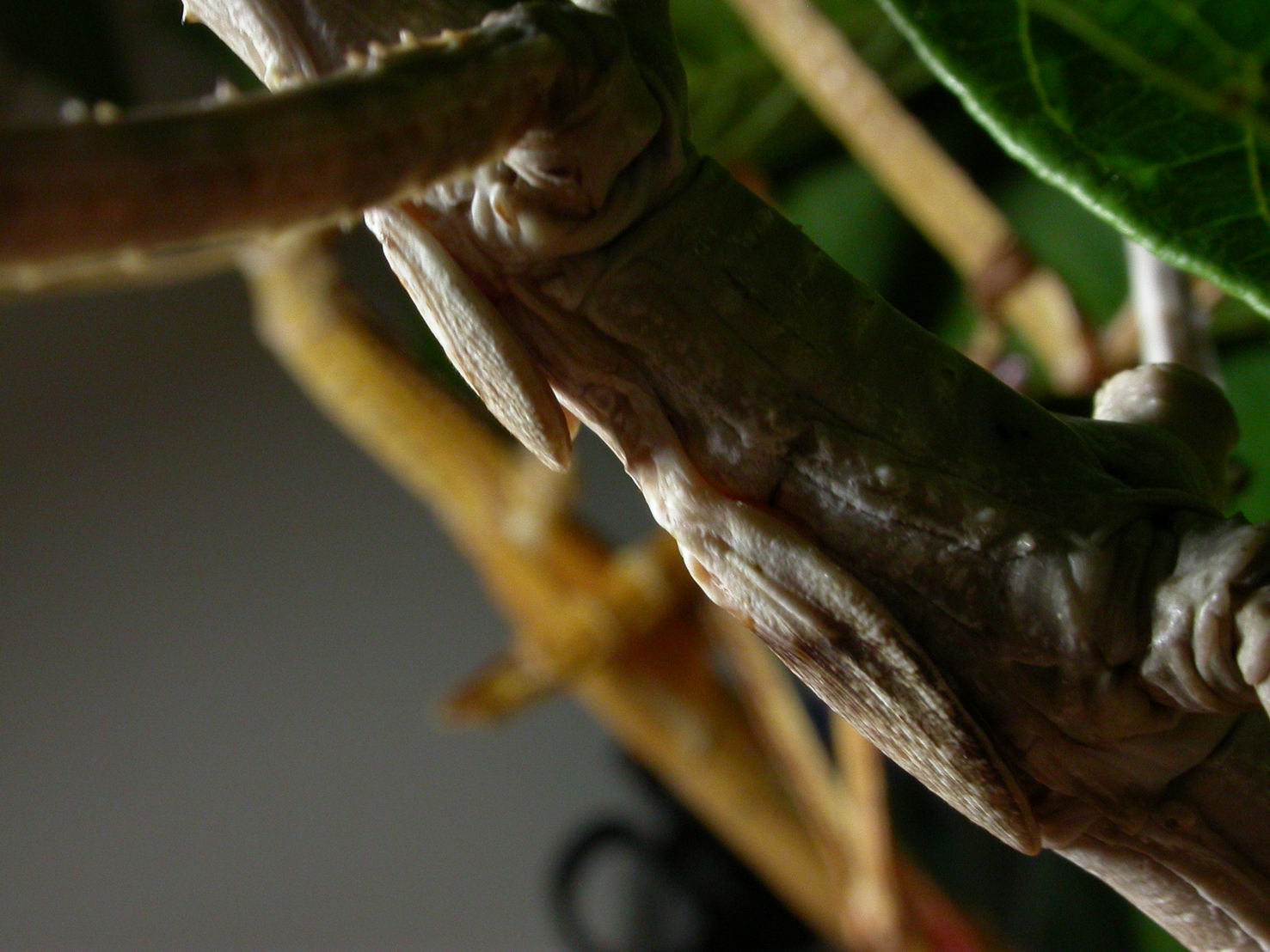 按此在新視窗瀏覽圖片