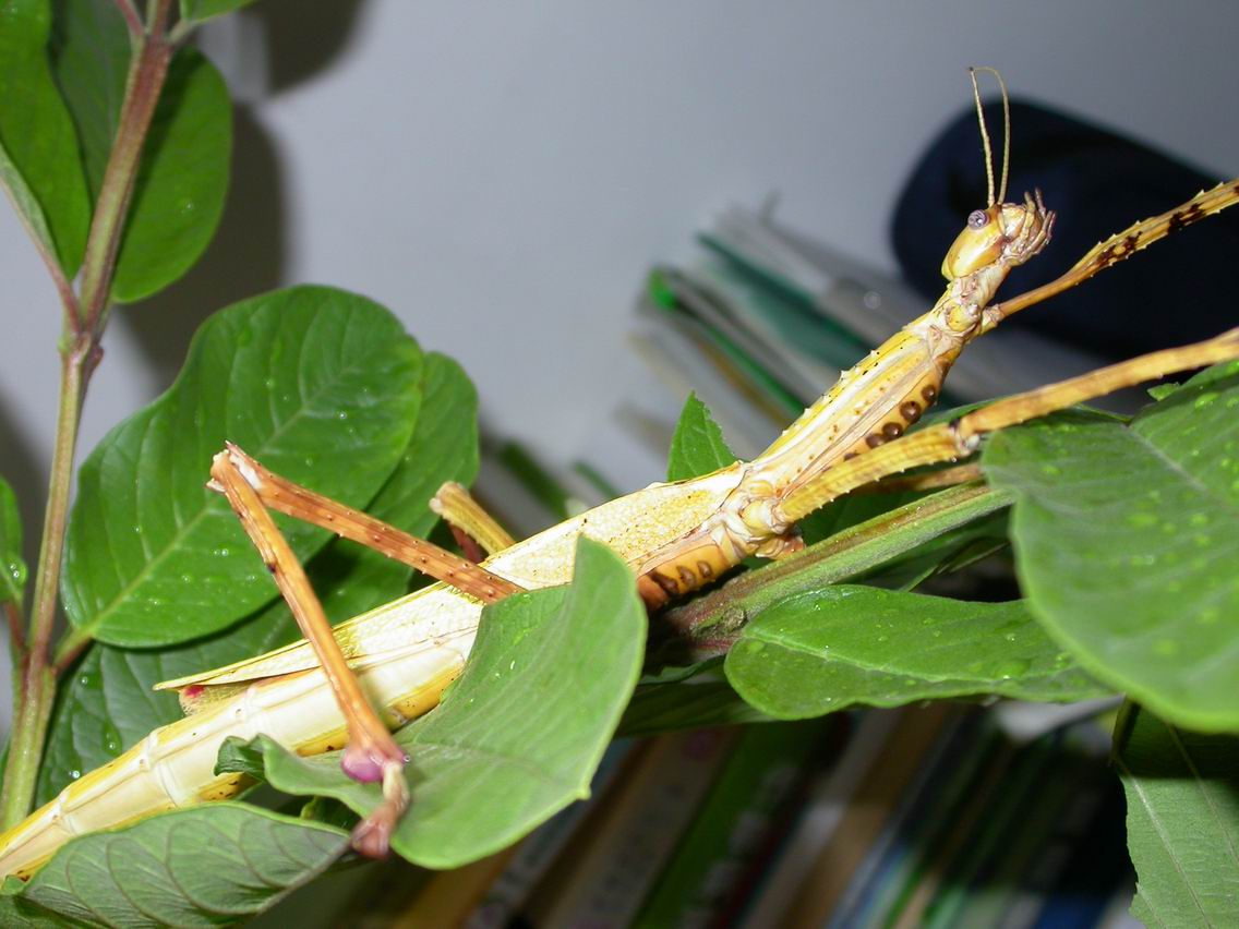 按此在新視窗瀏覽圖片