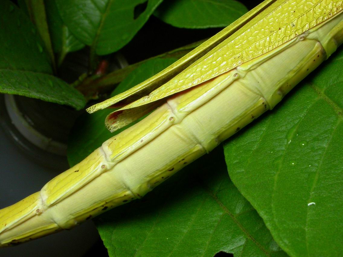 «ö¦¹¦b·sµøµ¡ÂsÄý¹Ï¤ù