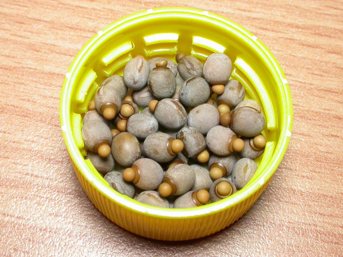 «ö¦¹¦b·sµøµ¡ÂsÄý¹Ï¤ù